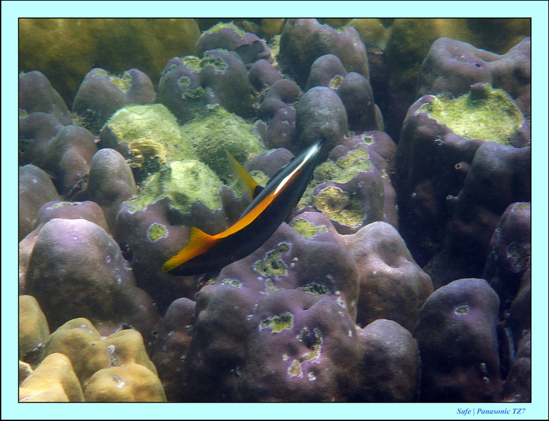 2011 - 03 - Koh Kradan 037